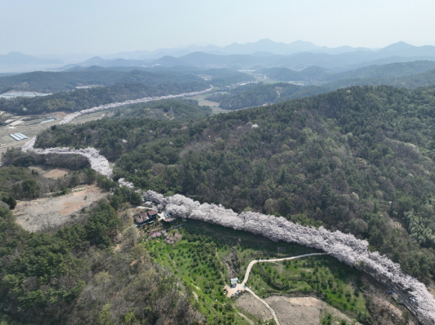 1. 고흥군, 중앙아시아 고려인 청소년에게 고흥의 매력을 알리다 (2) - 두원면 벚꽃.JPG