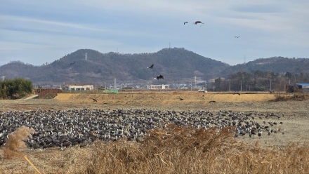 서식지 넓혀가는 순천만 흑두루미... 갈대숲 탐방로에서 흑두루미 만난다