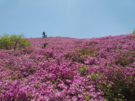 보성군, 전국 최대 철쭉군락지 일림산 탐방 환경 개선